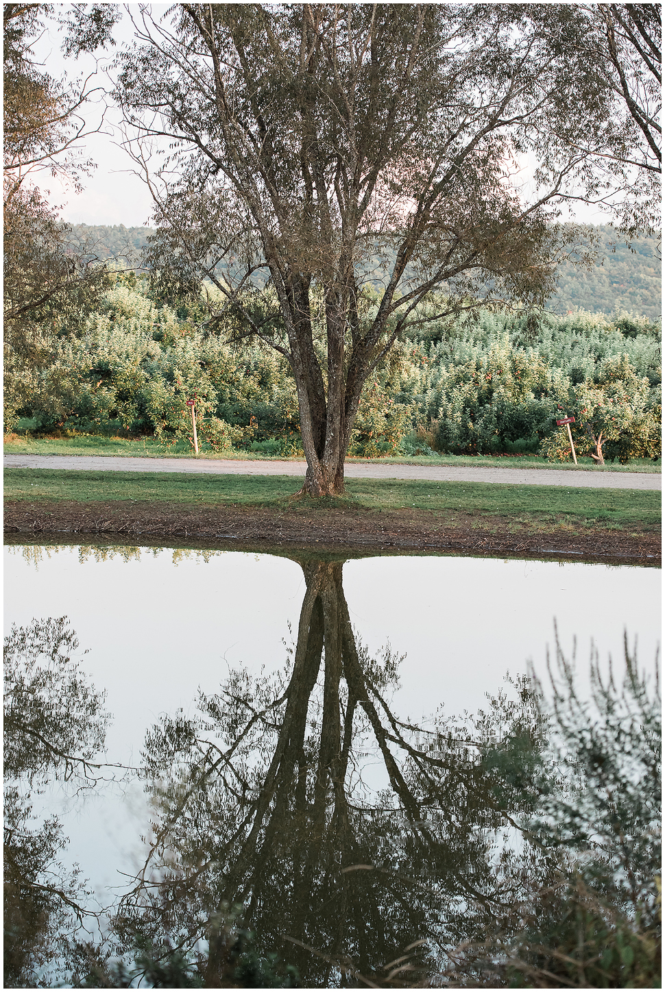 Big Tree at Alyson's Orchard and it's reflection in the pond. 