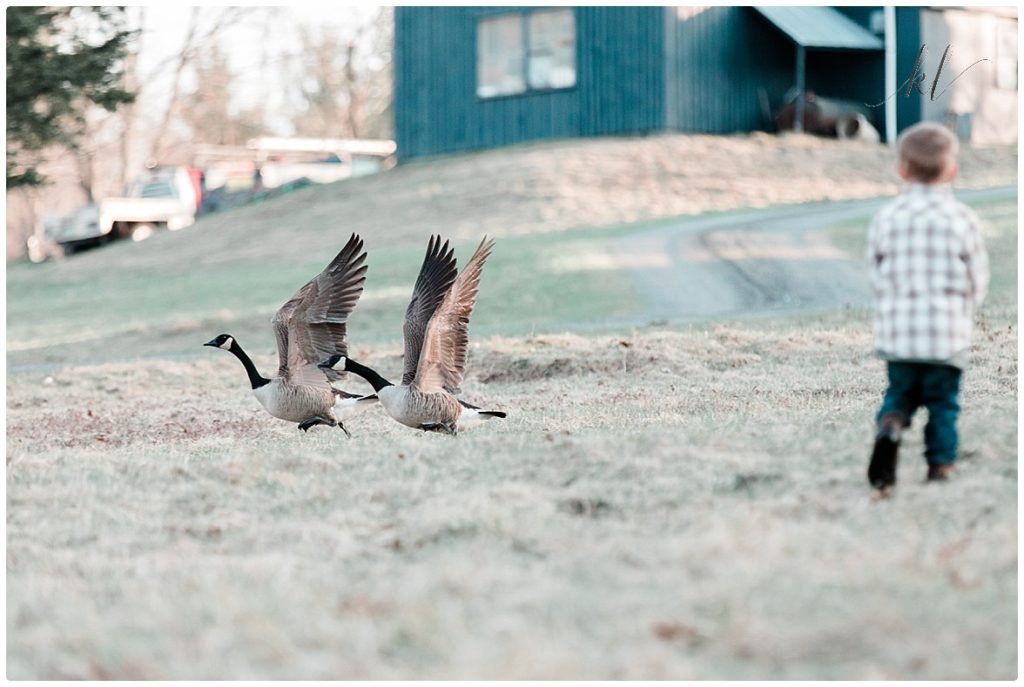 Geese Flying away from a 5 year old little boy observing them in the Monadnock Region of NH