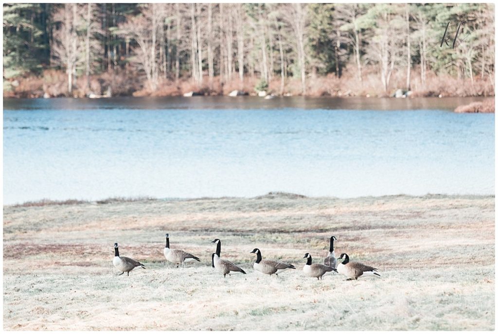 Seven Geese Resting in the Monadnock Region of NH. 