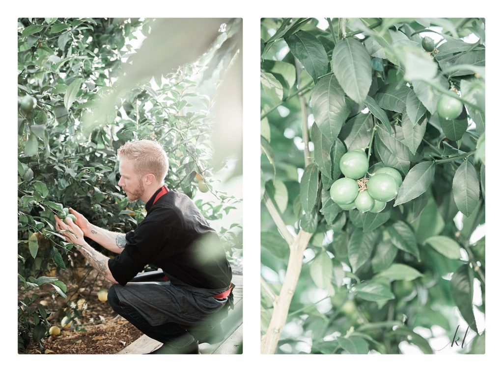 Chef Jordan Scott at Borealis Farm in Stoddard NH, inspects limes as they are growing on the trees. 