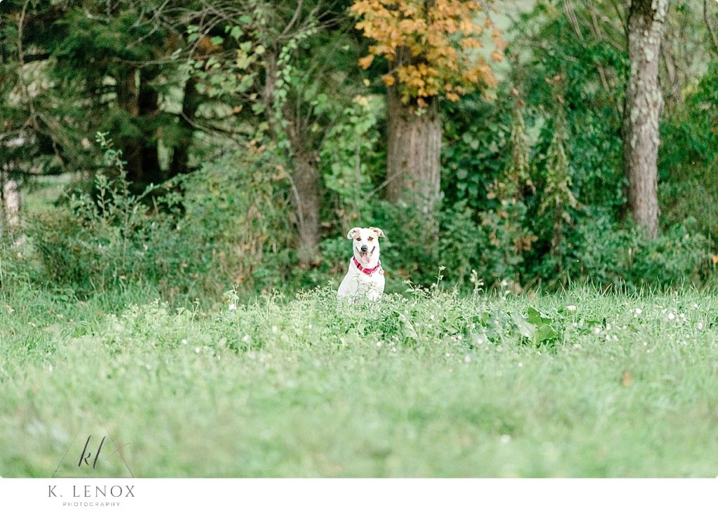 White dog sitting in a grassy field. 