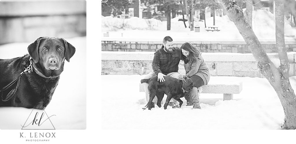 Black and White image of a Chocolate black lab with his owners during their winter engagement session in Peterborough NH. 