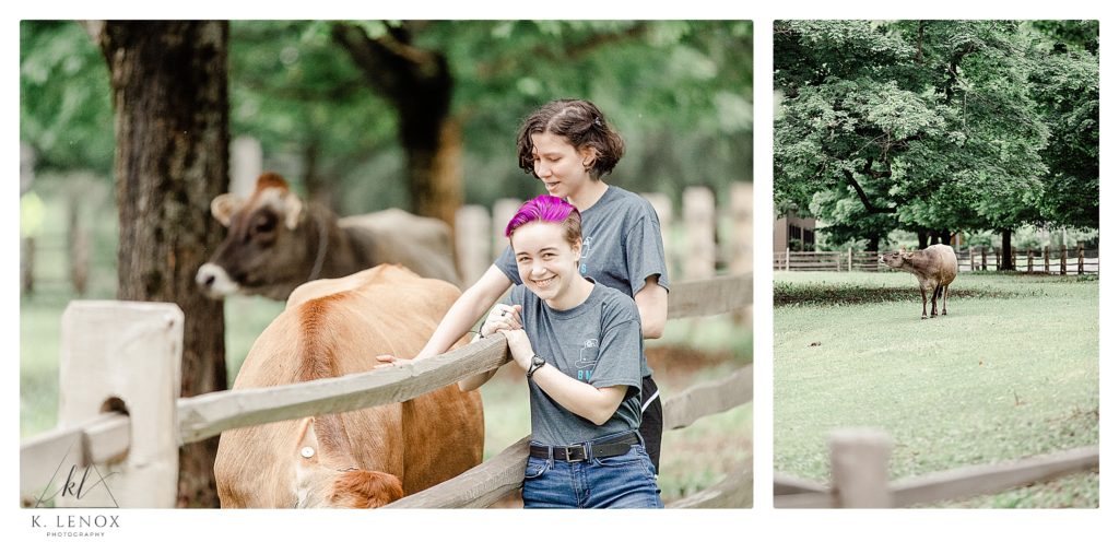 Two girls petting a cow during their senior portrait session with K. Lenox Photography. 