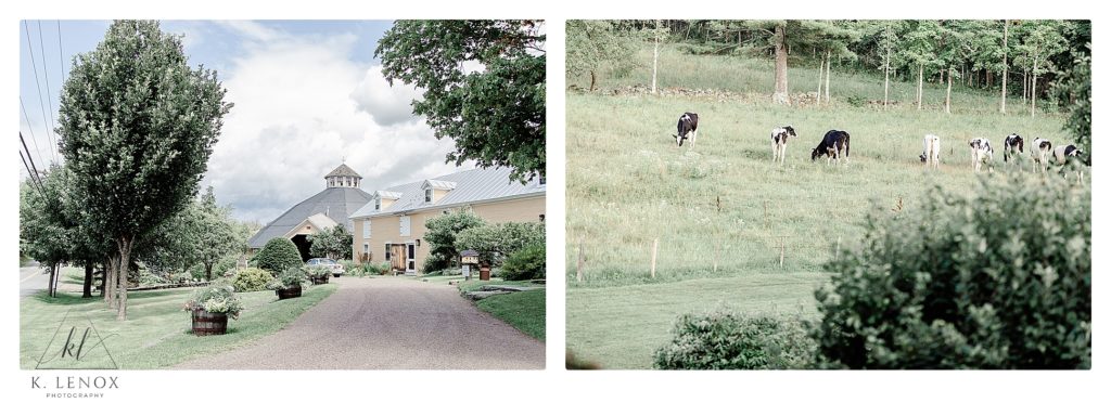 Wedding at Inn at the Round Barn- the scenery and the cows. 