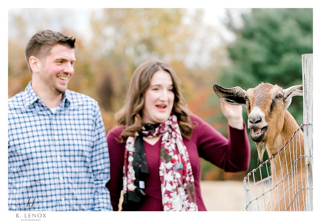 Fall Engagement Session in the Orchard- Couple play with a goat at Alyson's Orchard. 