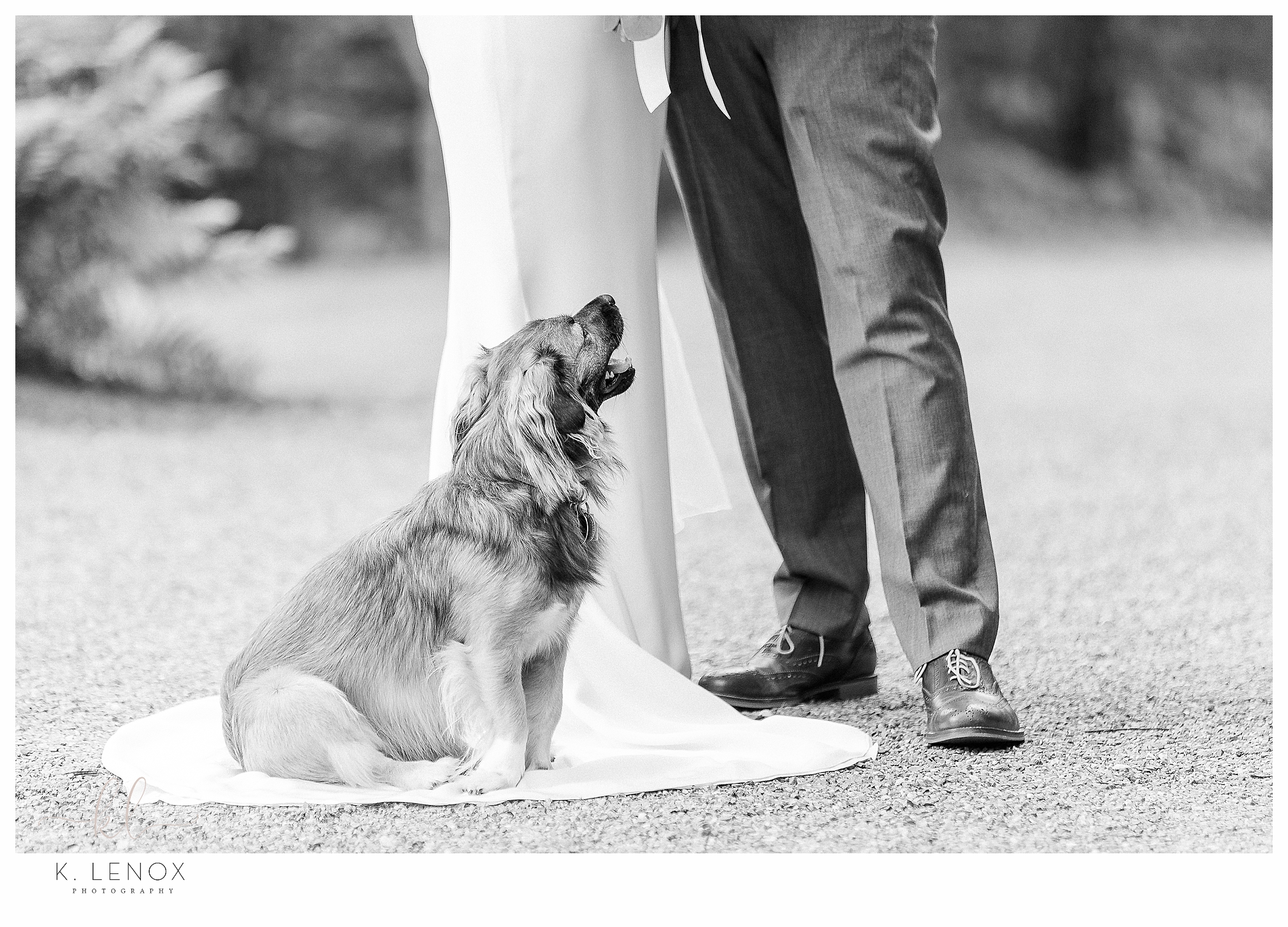 Close up black and white photo of a dog sitting on his owners wedding dress. 